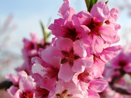 2-21桃の花.jpg