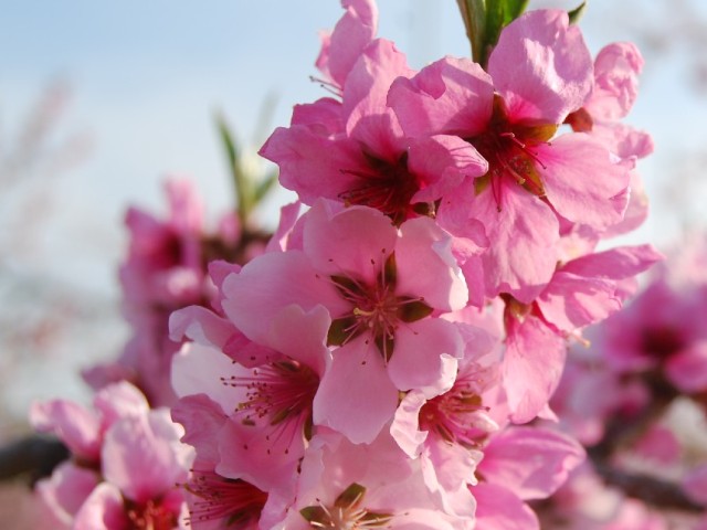 桃の花.jpg